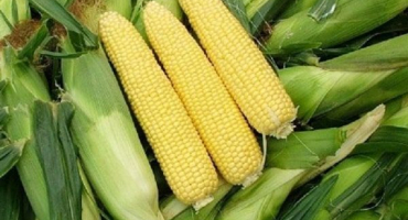 Jak skladovat kukuřičný klas na zimu doma